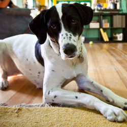 DogWatch of Mid-Canada, Winnipeg, Manitoba | Indoor Pet Boundaries Contact Us Image