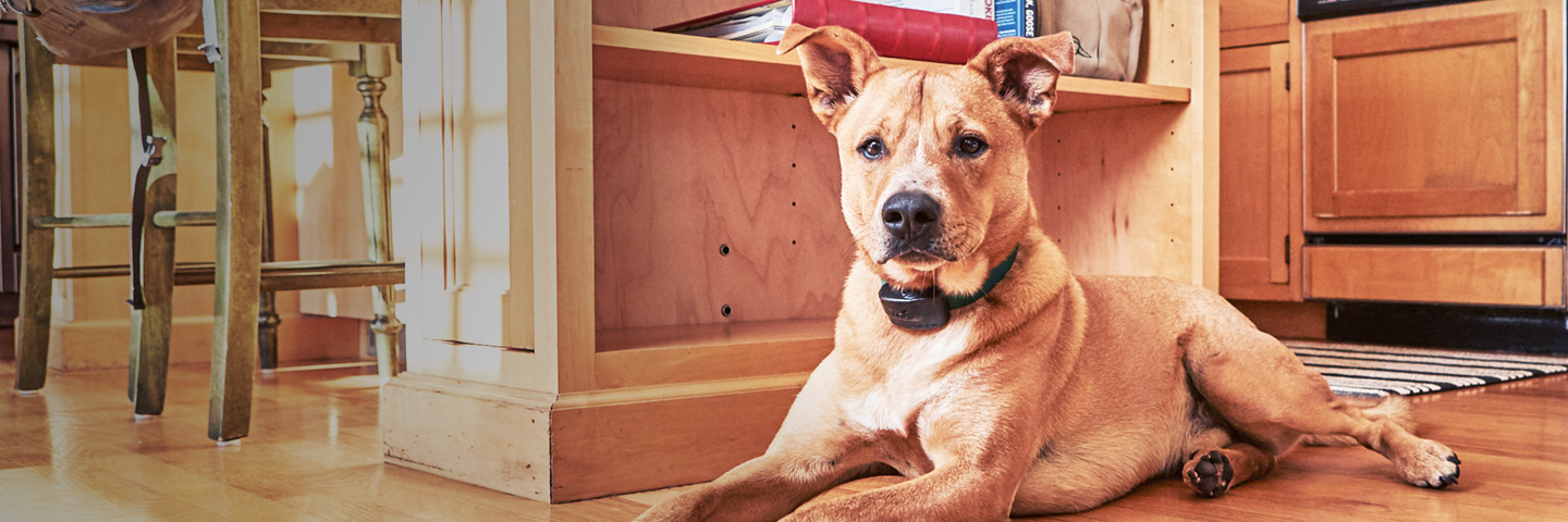 DogWatch of Mid-Canada, Winnipeg, Manitoba | Indoor Pet Fences Slider Image