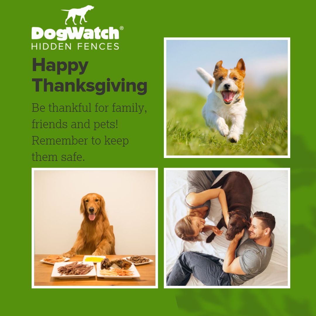 Thanksgiving Tips for Pet Safety